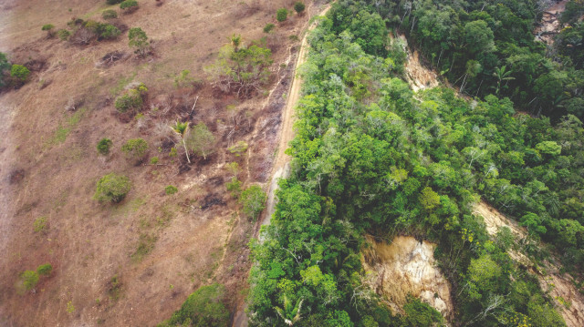 Kolombiya'da hayvancılık için ağaçlar kesiliyor.