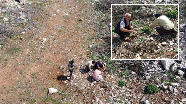 <p>Adana’da önceki yıl çıkan orman yangınında küle dönen bin 650 hektar alan ekiplerin çalışmasıyla tekrar yeşermeye başlarken, köylülere ek gelir kaynağı olan ve tazesinin kilogramı 600, kurusunun 6 bin 500 TL’ye kadar satılan kuzugöbeği mantarı çıkması sevindirdi.</p>