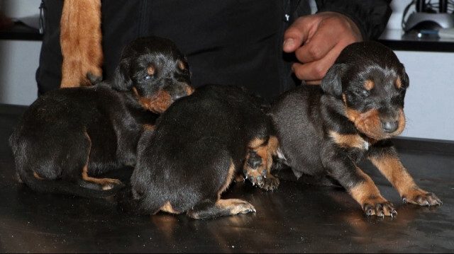 Une chienne et ces 3 chiots sous les décombres à Hatay, ont été sauvés quelques jours après le tremblement de terre. Crédit photo: DHA