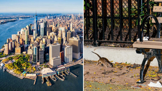 New York Belediye Başkanı Adams, fareleri "1 numaralı düşman" olarak tanımlıyor.