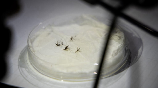 Des moustiques placés sous un microscope dans le laboratoire d'entomologie du Centre national de recherche et de formation sur le paludisme (CNRFP), au Burkina Faso. Crédit photo: OLYMPIA DE MAISMONT / AFP / ARCHIVE