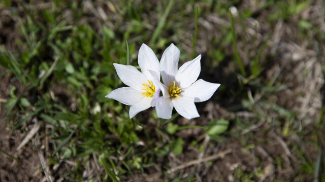 <p>Crédit photo: AA</p>