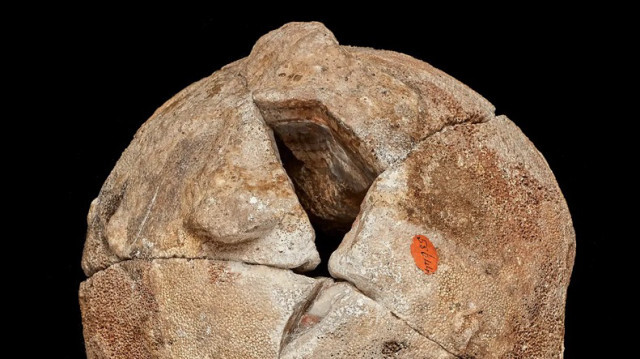 Необычный сферический агат, который хранился в Музее естественной истории, оказался яйцом динозавра