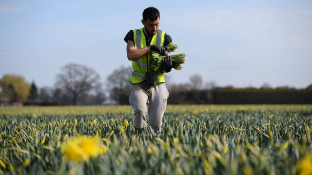 Un migrant d'origine roumaine travaillant dans les champs dans l'est de l'Angleterre. Crédit Photo: OLI SCARFF / AFP