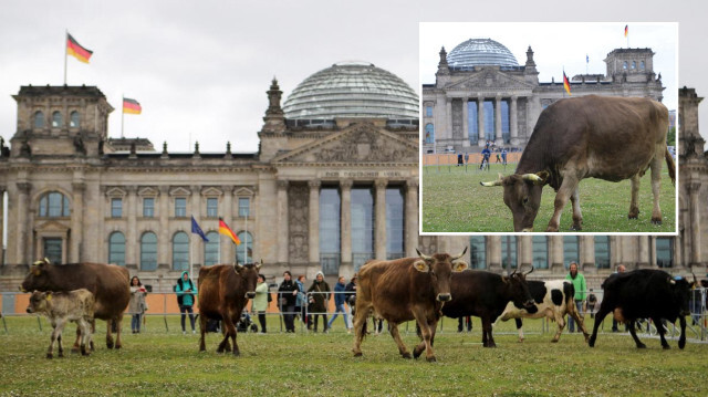 Berlin'de Meclis bahçesinde inek otlattılar.