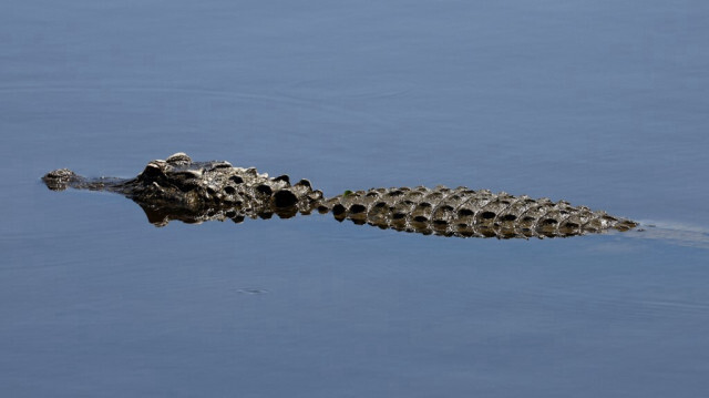 Crédit Photo: Chris Graythen / Getty Images via AFP