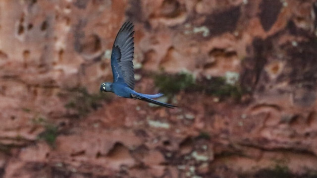 Des aras de Lear (Anodorhynchus leari) survolent une réserve à proximité du complexe éolien à Canudos, au Brésil. Crédit photo: RAFAEL MARTINS / AFP