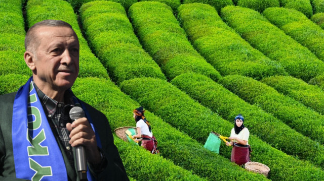 Cumhurbaşkanı Erdoğan Rize'de çay alım fiyatlarını açıkladı. 