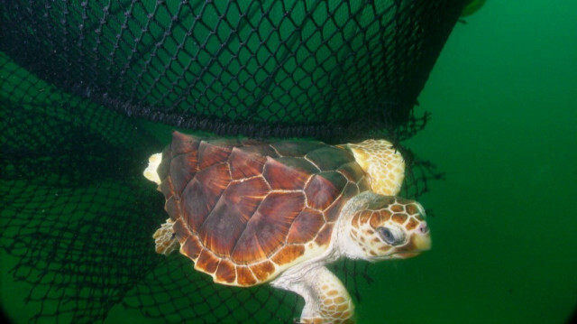 Cette image montre une tortue de mer prise dans des filets. Crédit photo: HO / NOAA / AFP / ARCHIVE