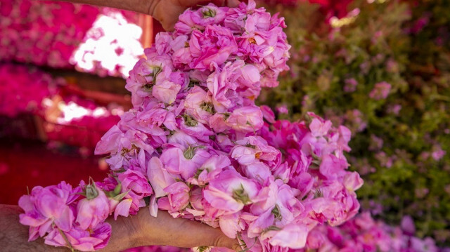 La distillation des fleurs dans le gouvernorat de Nabeul en Tunisie. Crédit photo: AA