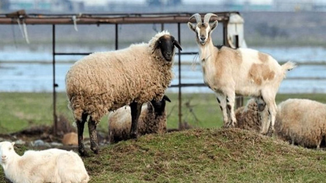 Koyun ve keçinin kurban edilebilmesi için yaşı kaç olmalı?