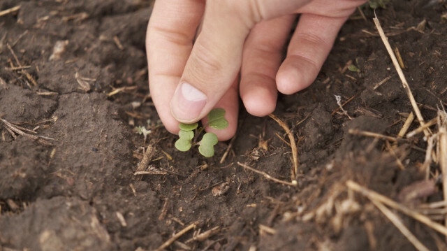 Des plants de canola germent dans un champ au Canada. Crédit photo: GEOFF ROBINS / AFP