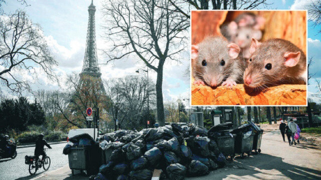 Rats, rights, and regulations: Paris puts an unconventional spin on pest control