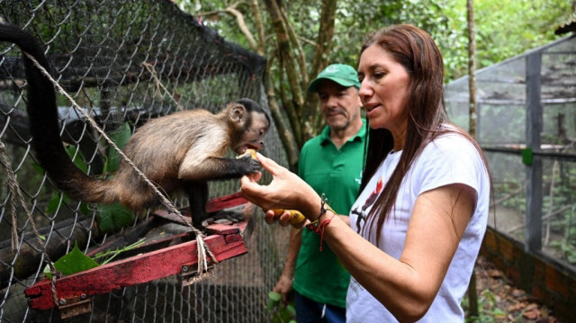 Une vétérinaire colombienne nourrit un capucin brun, dans la réserve naturelle "La Nupana" en Colombie. Crédit photo: RAUL ARBOLEDA / AFP