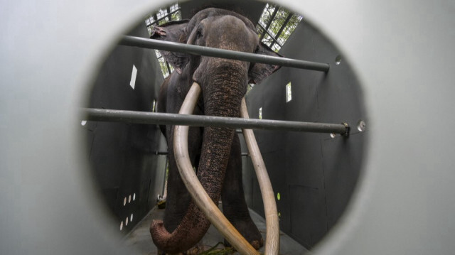 L'éléphant Muthu Raja à l'intérieur d'une cage pendant son acclimatation avant son transfert en Thaïlande, au zoo de Dehiwala à Colombo, le 23 juin 2023. Crédit photo: ISHARA S. KODIKARA / AFP