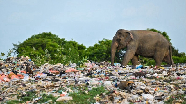 Un éléphant sauvage mange des déchets plastiques dans une décharge à Ampara au Sri Lanka. Crédit photo: ISHARA S. KODIKARA / AFP