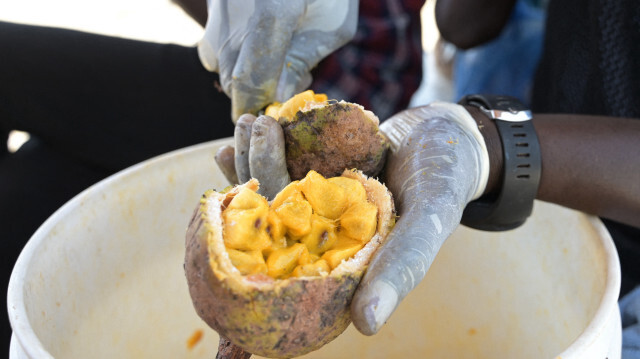 Le maad, fruit sauvage d'origine sénégalaise. Crédit Photo: SEYLLOU / AFP

