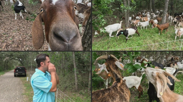 Un troupeau de 150 chèvres débroussaillent une zone de 2,6 hectares dans le parc municipal de Brackenridge à San Antonio, grande ville dans le sud de cet Etat américain. Crédit photo: FRANCOIS PICARD / AFPTV / AFP