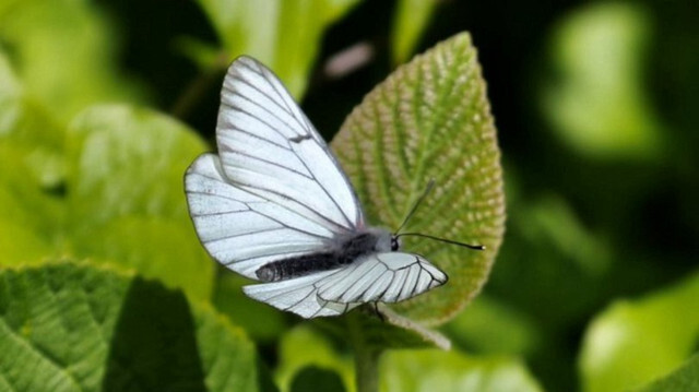 Siyah damarlı beyaz kelebekler