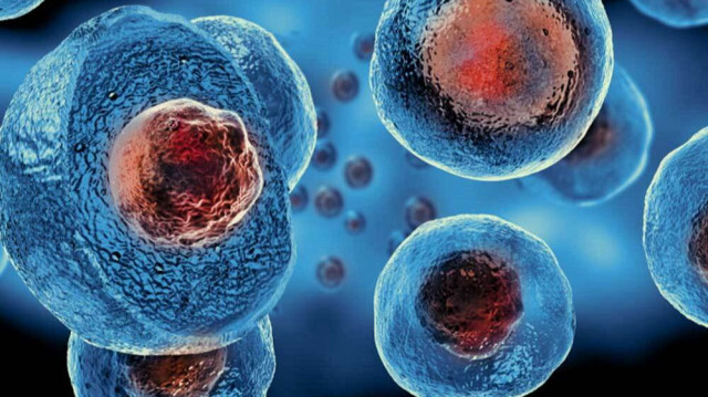 تركيا تنافس الدول المتقدمة في مجال نقل الخلايا الجذعية
