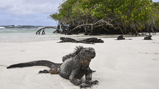 Un iguane marin (Amblyrhynchus cristatus) sur l'île de Santa Cruz, qui fait partie de l'archipel des Galápagos en Équateur. Crédit photo: ERNESTO BENAVIDES / AFP