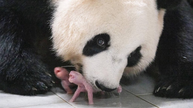 La mère panda géant Ai Bao et ses jumelles panda à Everland à Yongin, en Corée du Sud. Crédit photo: HANDOUT / EVERLAND / AFP