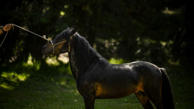 Un éleveur tient son cheval "Garrano" à Vieira do Minho, au nord du Portugal. Crédit photo: PATRICIA DE MELO MOREIRA / AFP