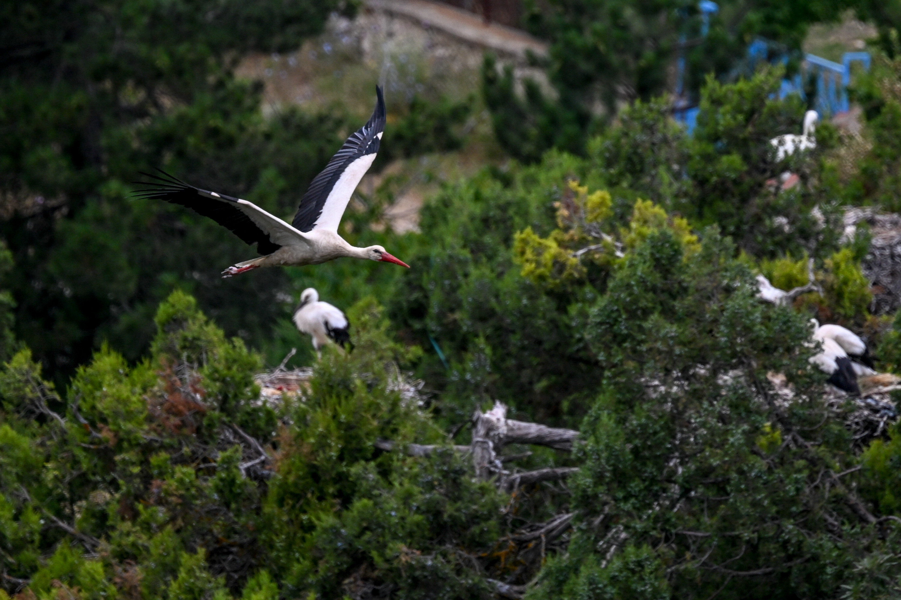 Baby storks prepare to migrate in Turkiye's Konya
