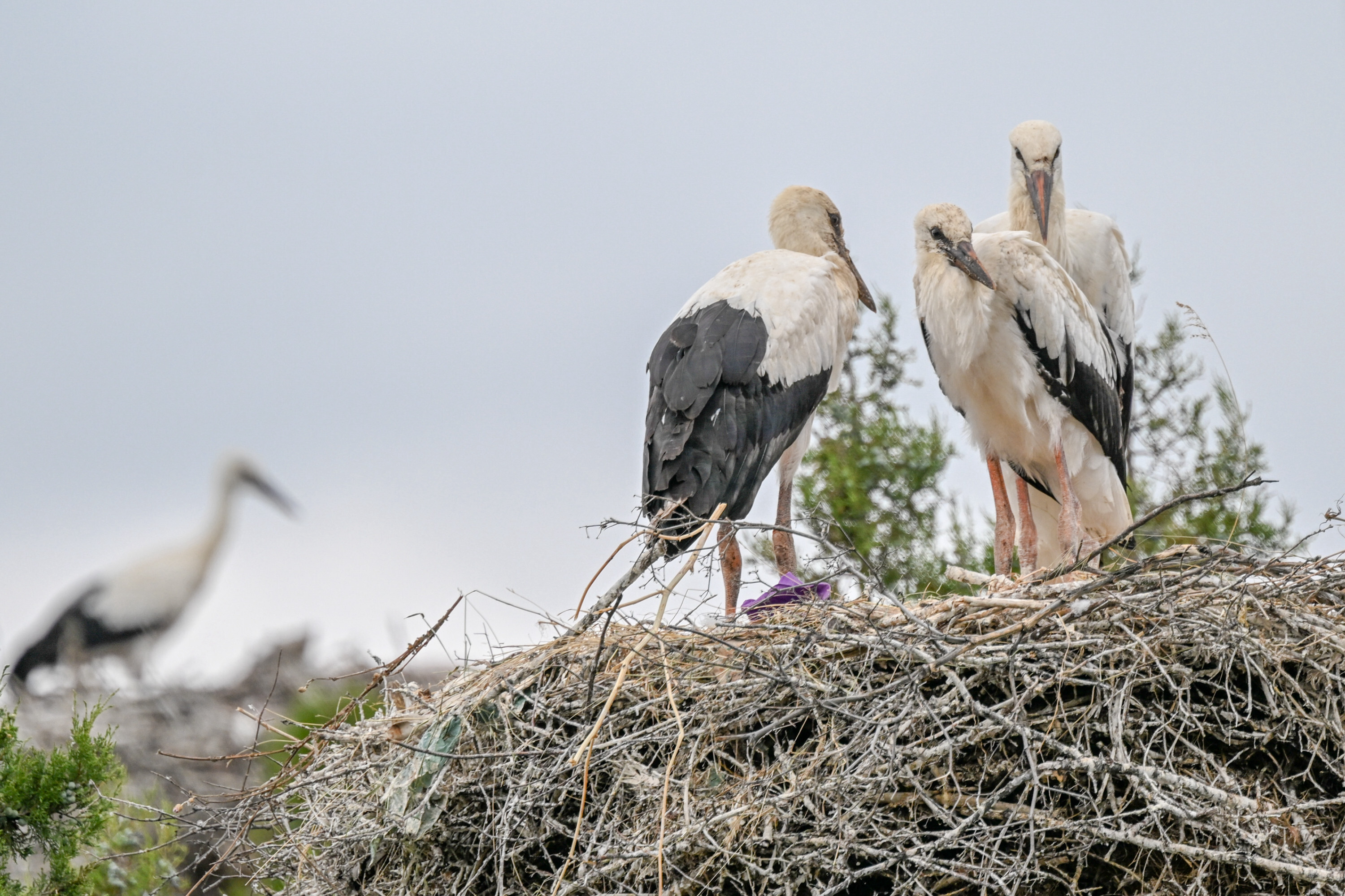 Baby storks prepare to migrate in Turkiye's Konya
