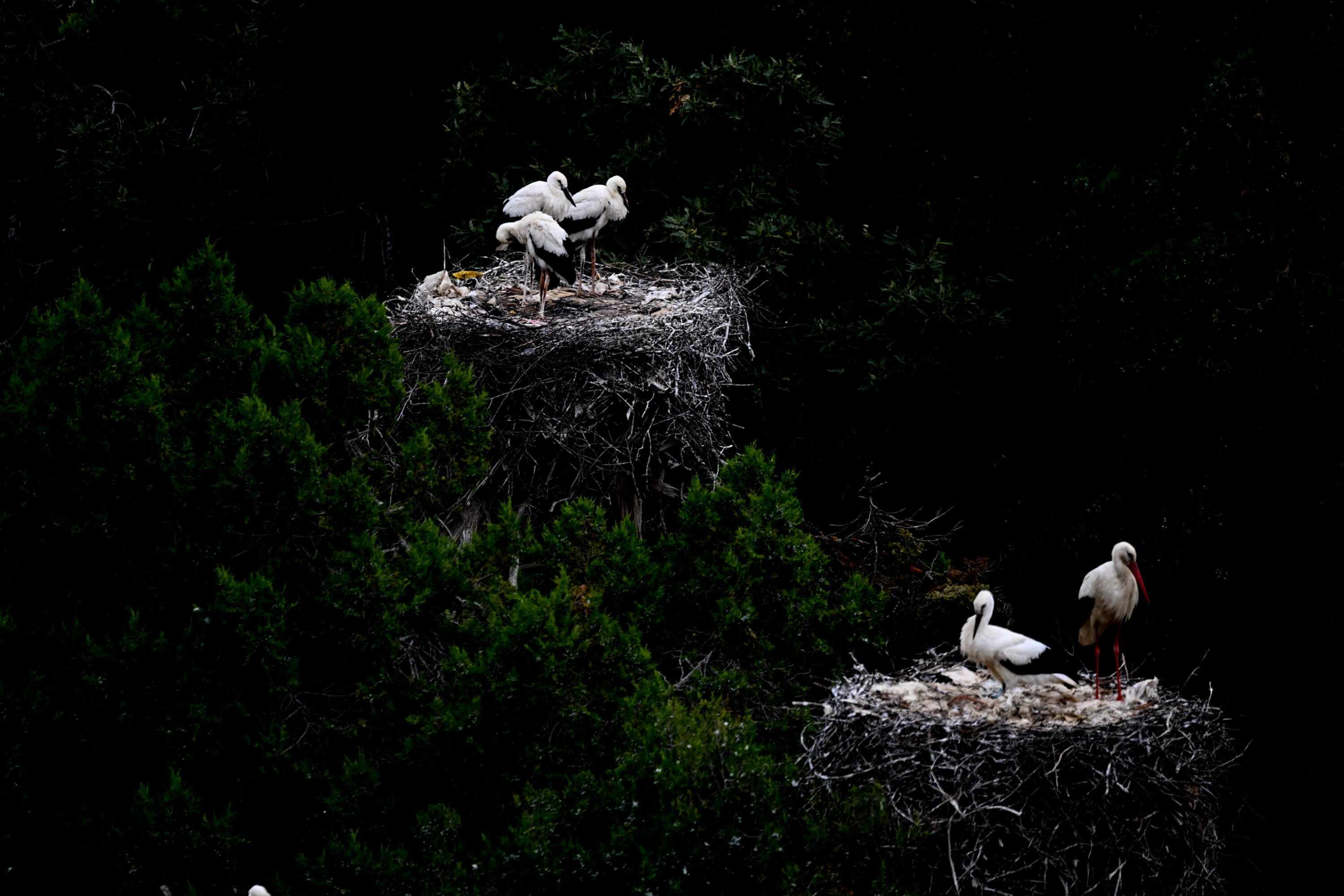 Baby storks prepare to migrate in Turkiye's Konya
