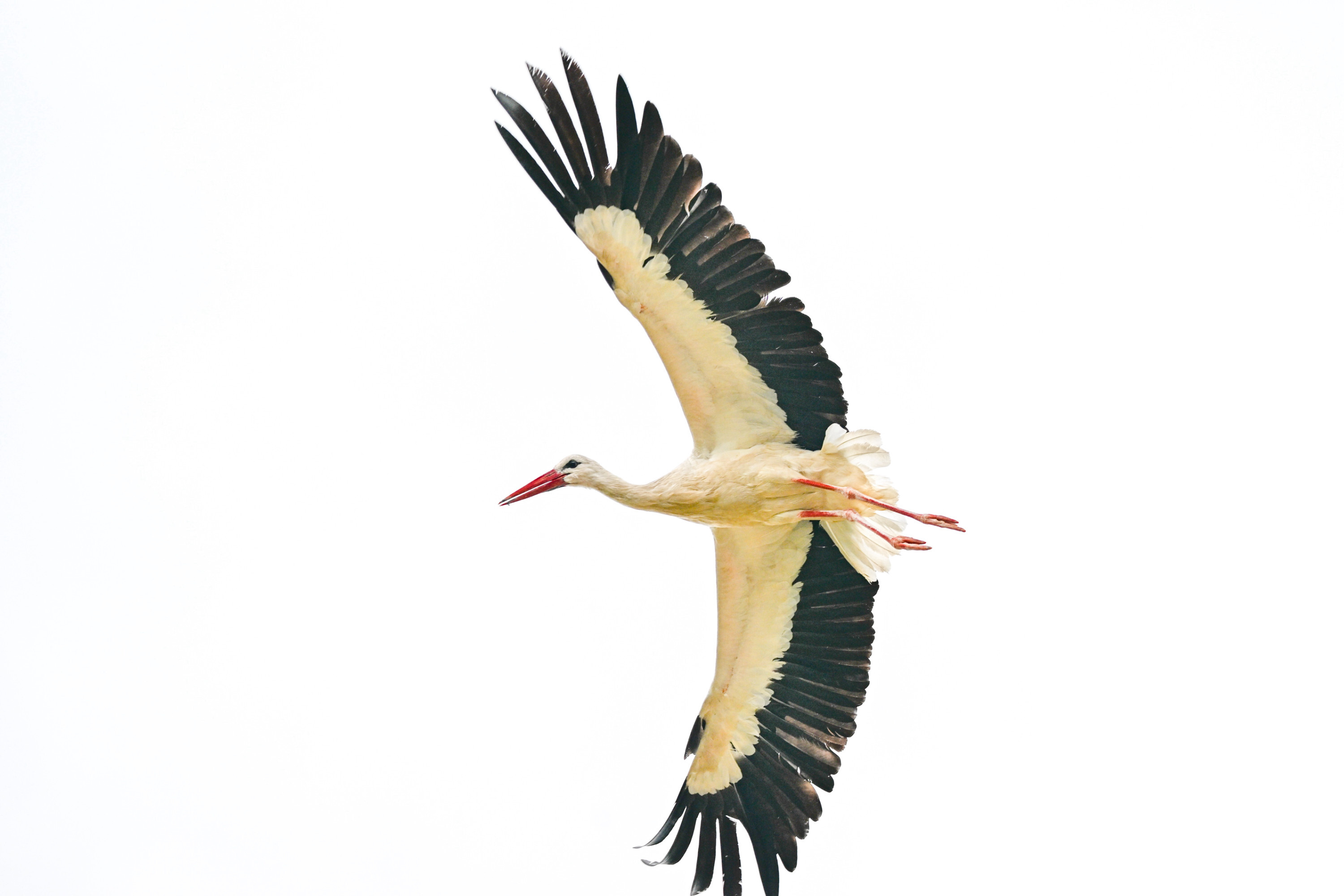 Baby storks prepare to migrate in Turkiye's Konya

