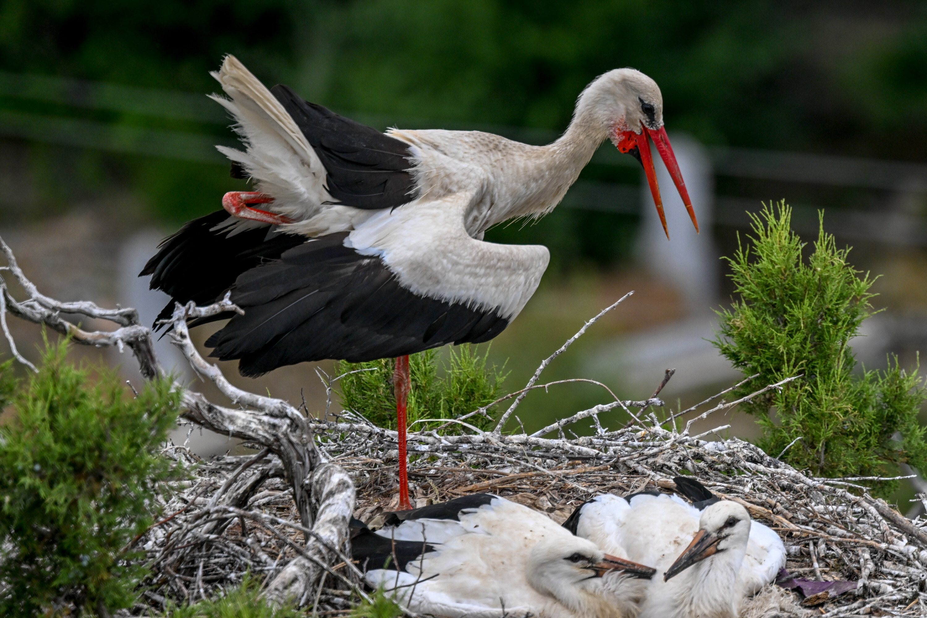 Baby storks prepare to migrate in Turkiye's Konya
