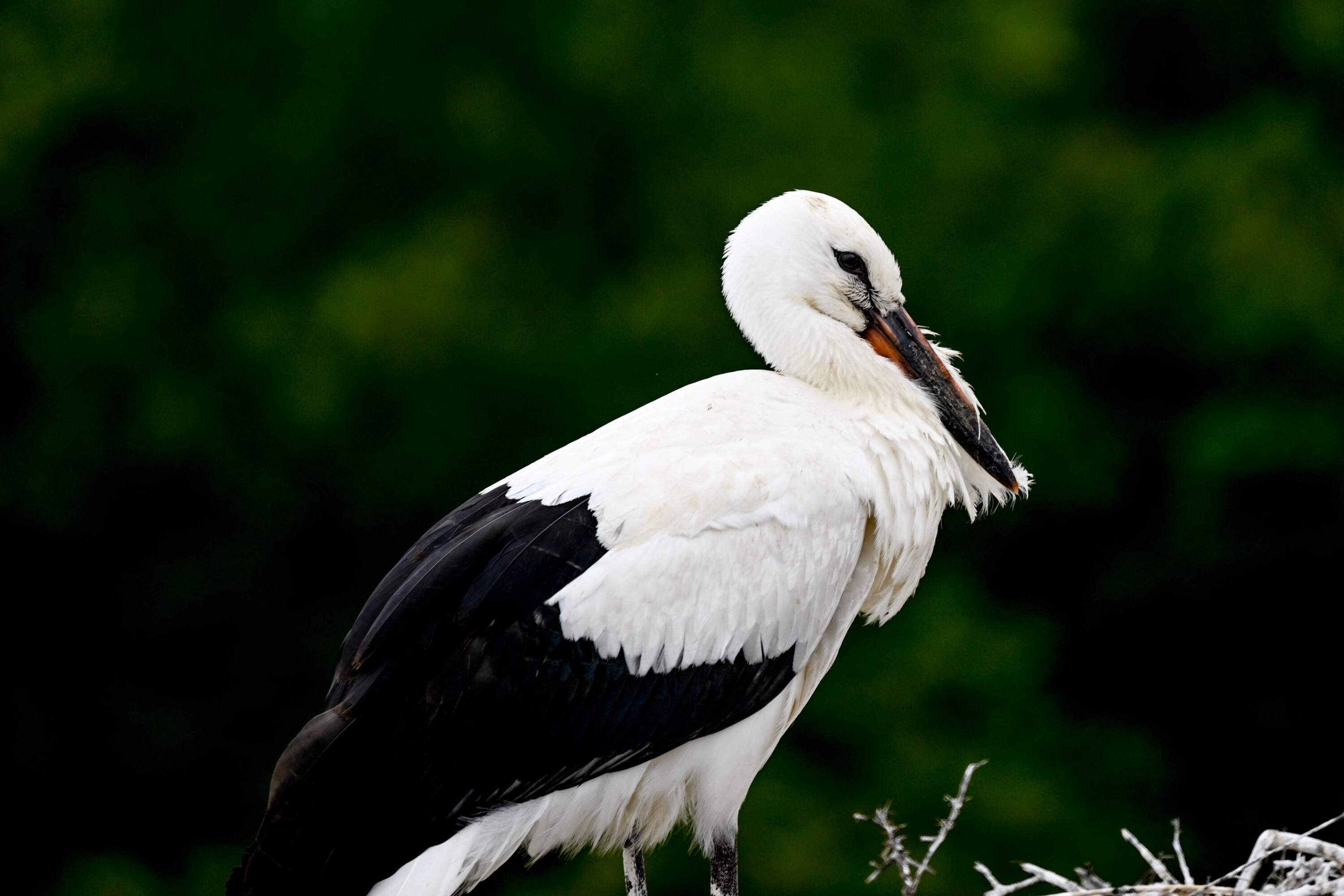 Baby storks prepare to migrate in Turkiye's Konya

