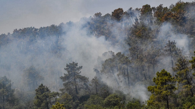 La fumée s'élève au-dessus des arbres lors d'un incendie dans une forêt à Melloula, près de Tabarka, à la frontière nord-ouest de la Tunisie avec l'Algérie. Crédit Photo: FETHI BELAID / AFP