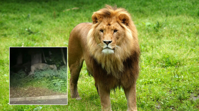 Berlin'de aslan paniği.