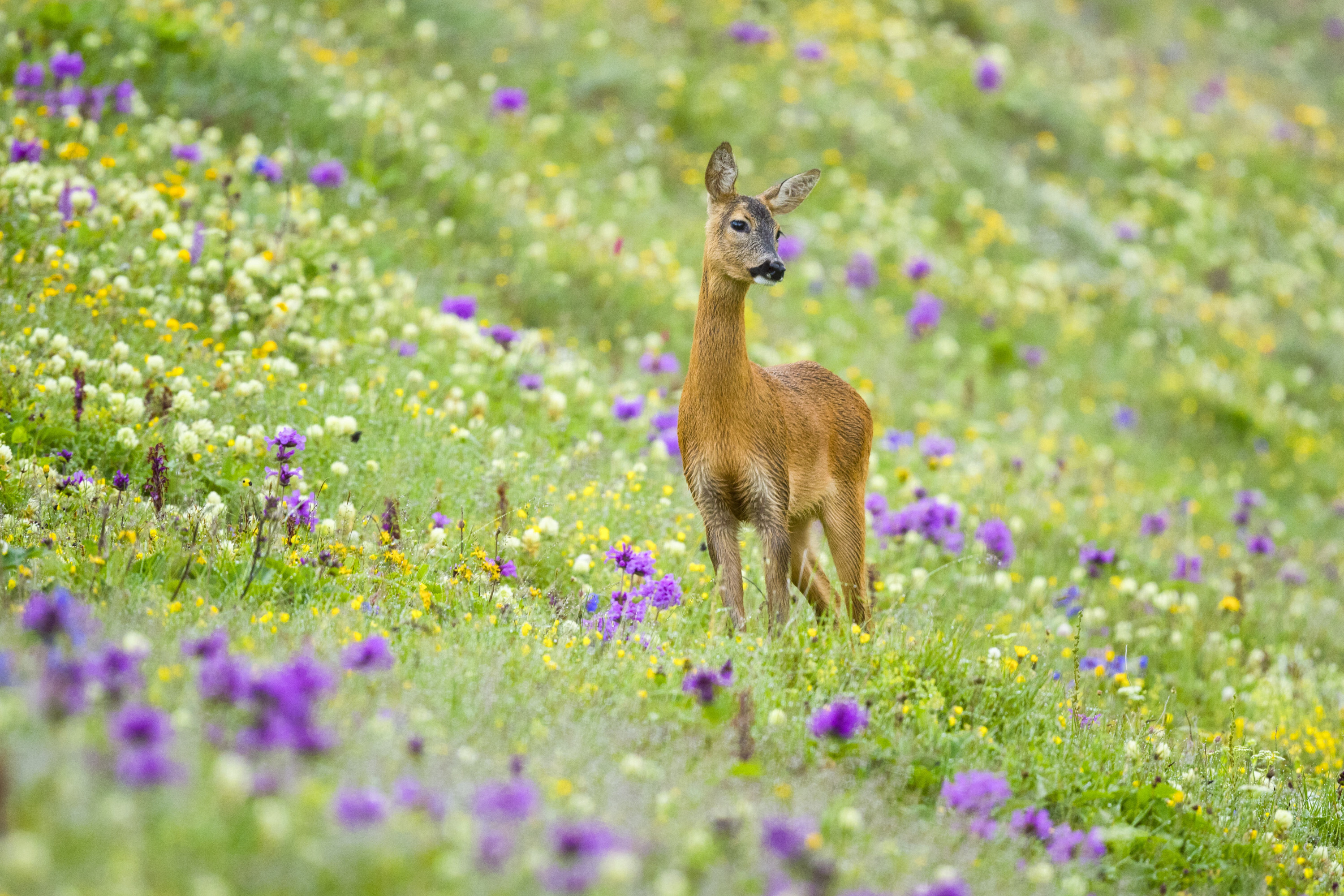 Adorable Roe deer spotted in highlands of N.Türkiye