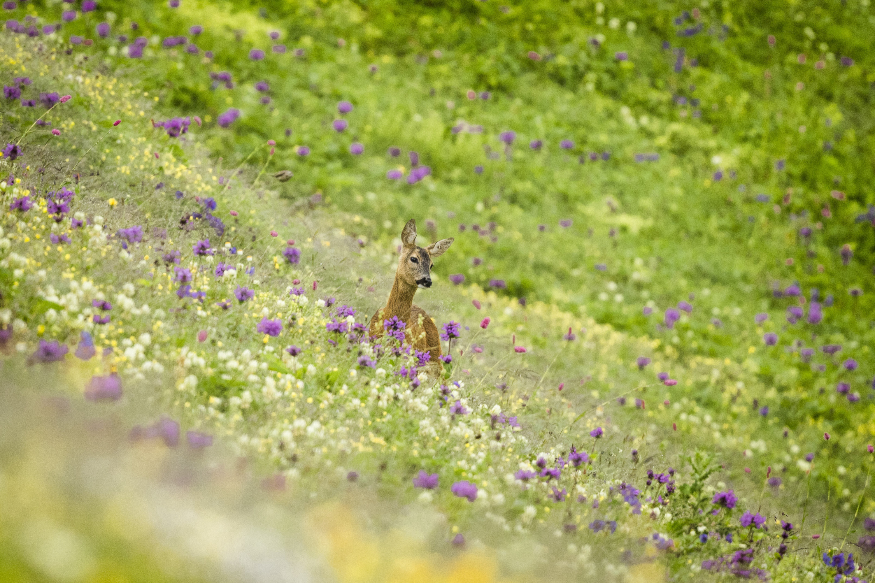 Adorable Roe deer spotted in highlands of N.Türkiye