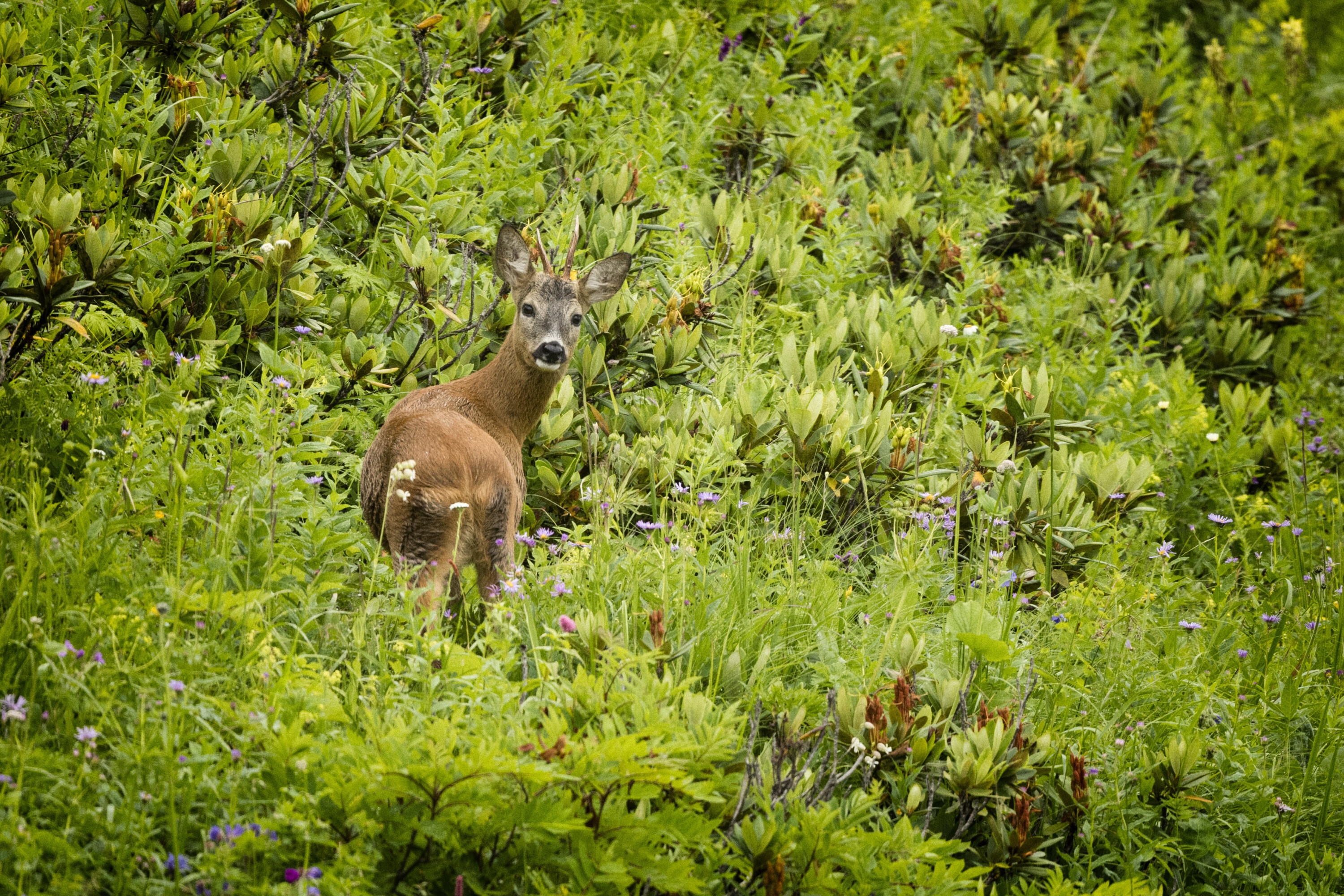 Adorable Roe deer spotted in highlands of N.Türkiye