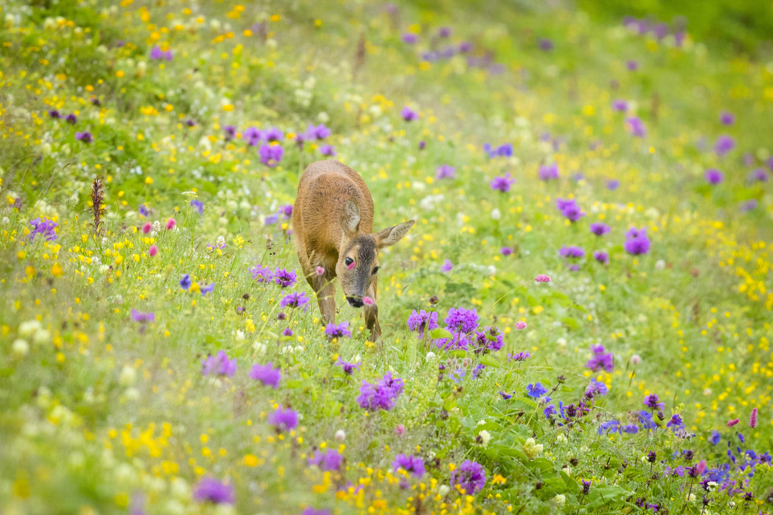 Adorable Roe deer spotted in highlands of N.Türkiye