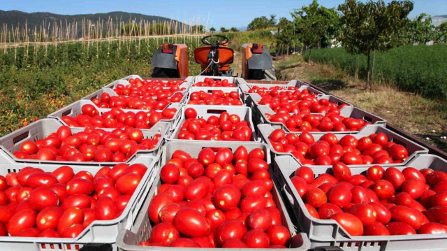 Rusya’ya domates ihracatı kotası 500 bin tona çıktı