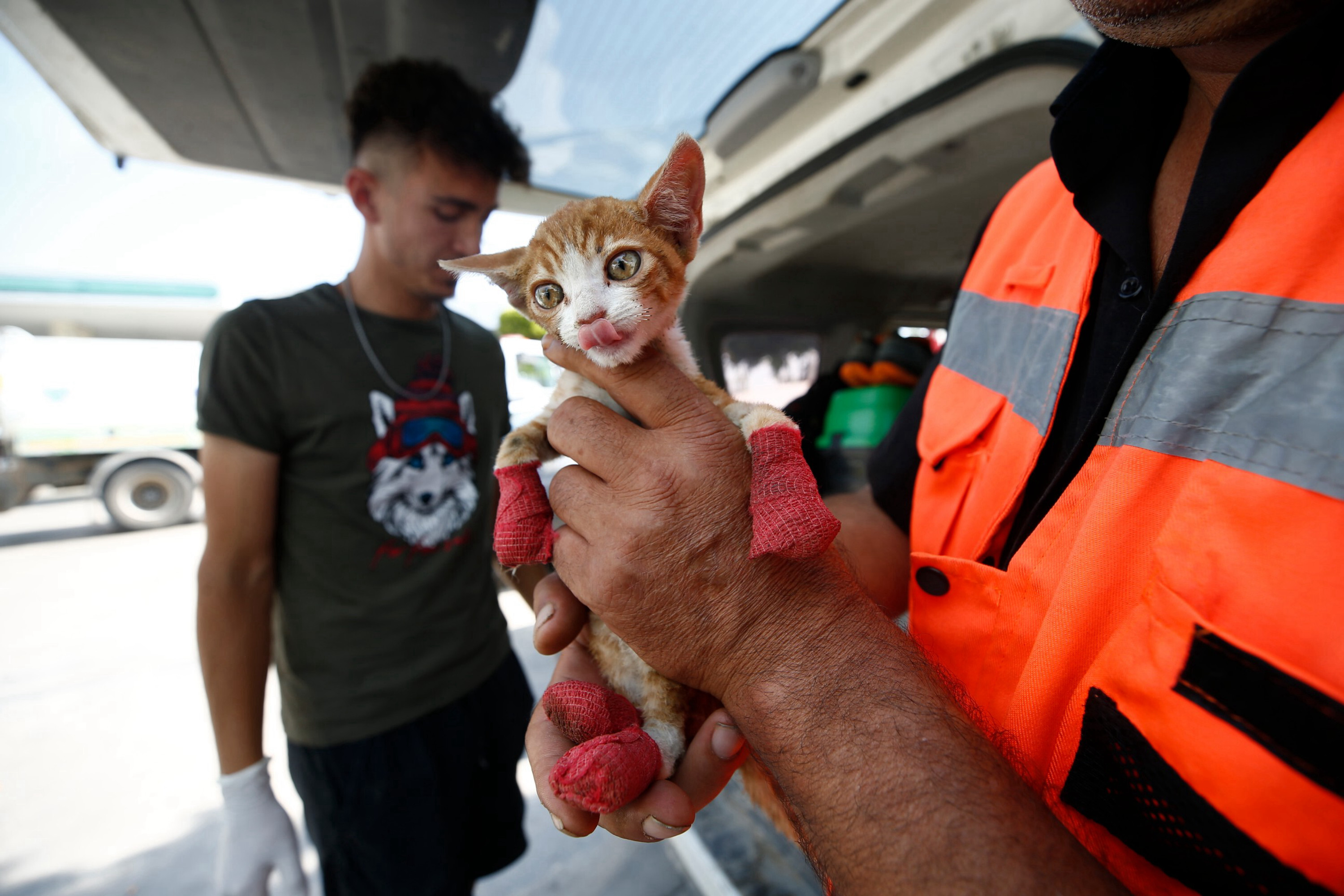 Group of animal lovers treats animals injured in Türkiye wildfires