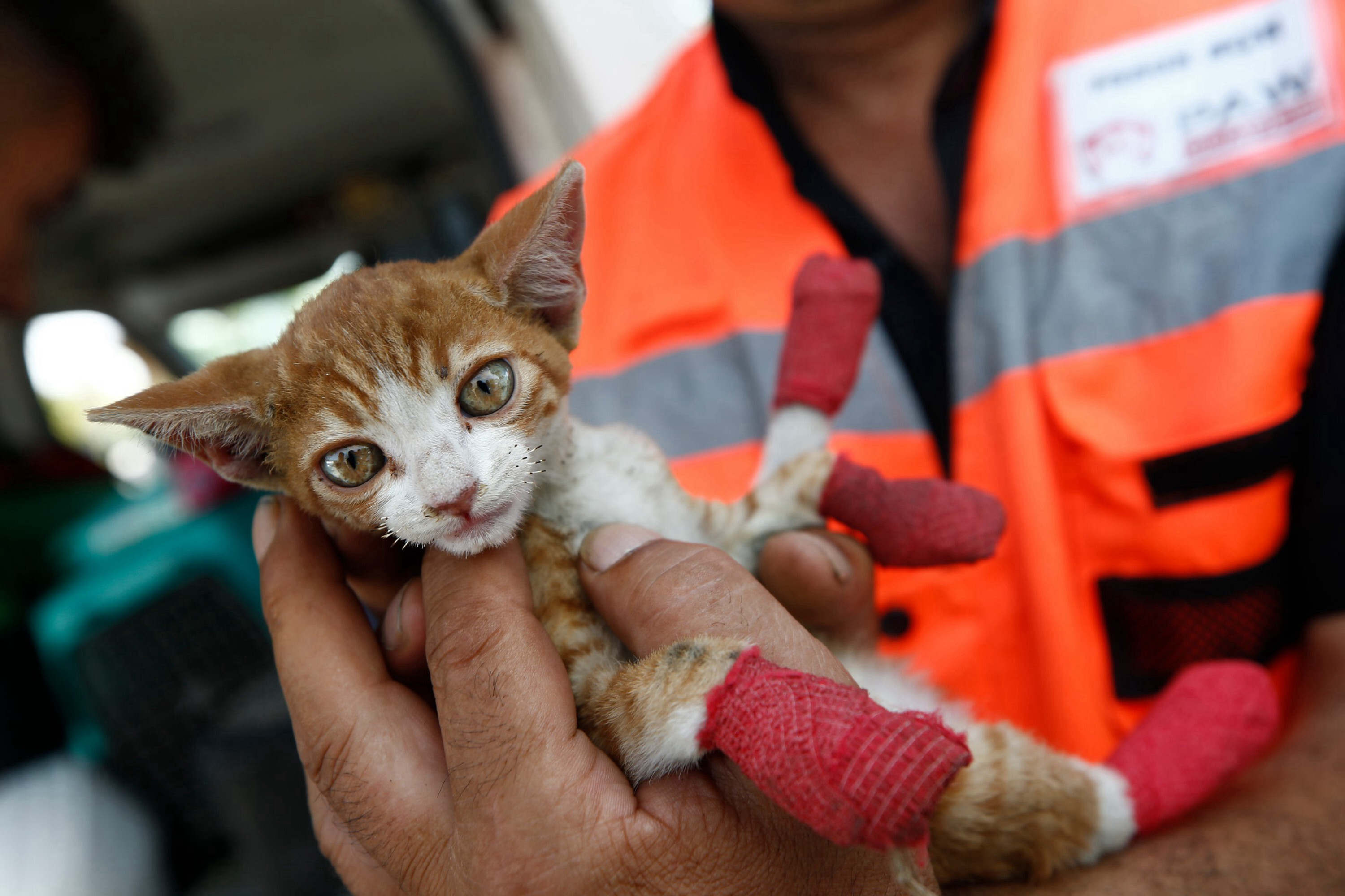 Group of animal lovers treats animals injured in Türkiye wildfires
