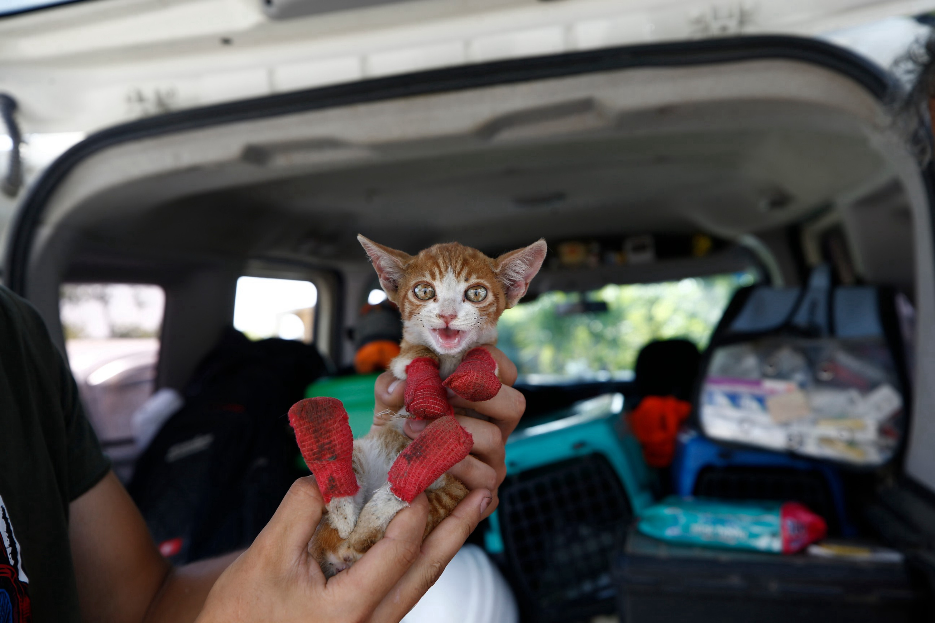 Group of animal lovers treats animals injured in Türkiye wildfires
