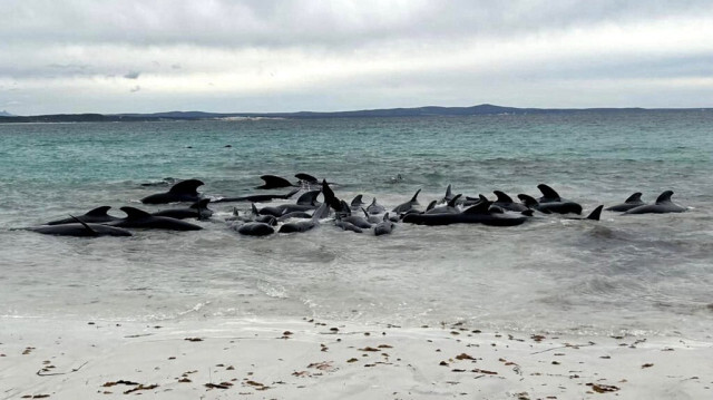 Crédit photo: ALLAN MARSH / ALLAN MARSH/CHEYNES BEACH CARAVAN PARK / AFP