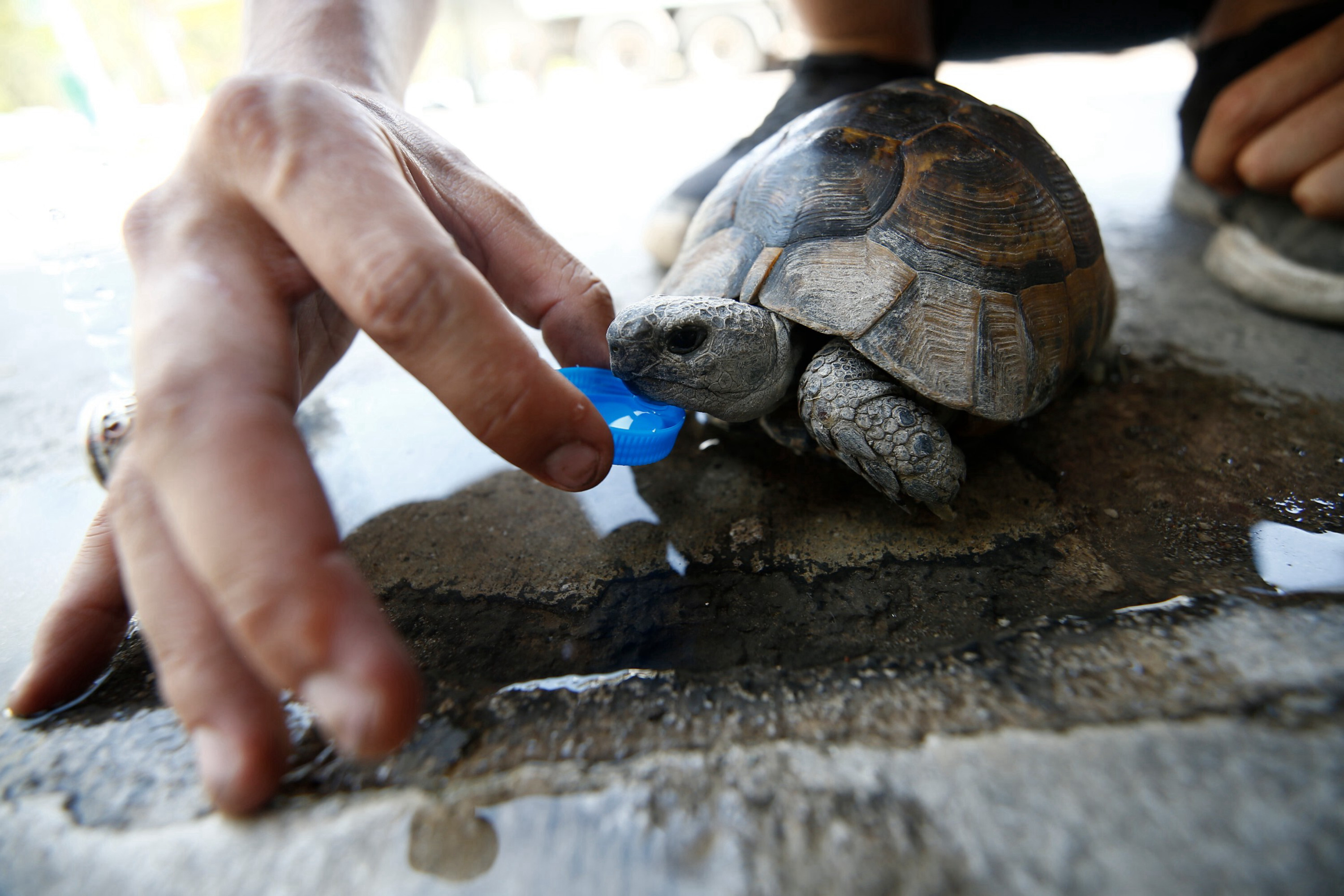 Group of animal lovers treats animals injured in Türkiye wildfires
