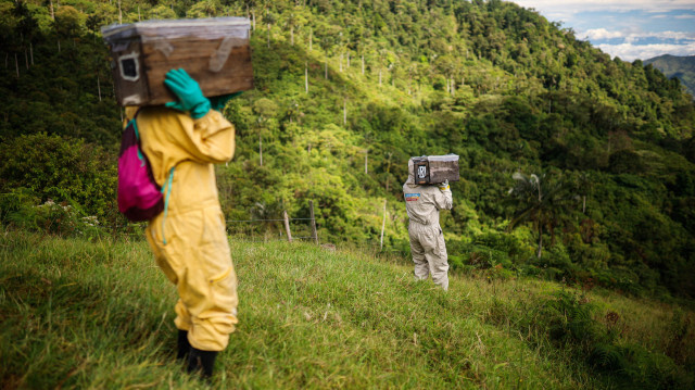 Les éleveurs d’abeilles commencent à déplacer les abeilles vers des endroits où il y a des ressources en eau en Colombie. Crédit photo: AA