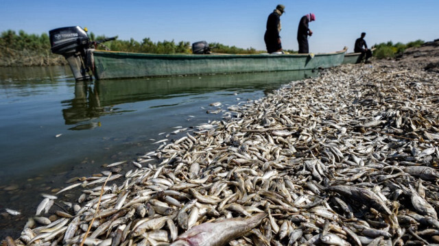Des pêcheurs inspectent des milliers de poissons morts flottant sur les rives du Tigre, dans le sud-est de l'Irak. Crédit photo: ASAAD NIAZI / AFP