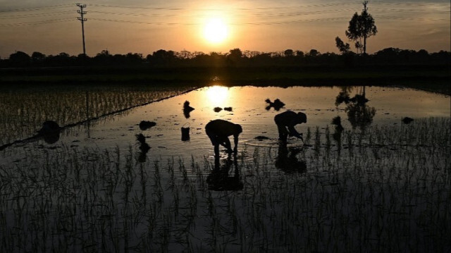 Des agriculteurs plantant du riz dans une rizière au lever du soleil à Hanoï au Vietnam. Crédit photo: NHAC NGUYEN / AFP