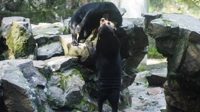 Un ours du soleil se tient debout dans son enclos au zoo de Hangzhou à Zhejiang en Chine. Crédit photo: STR / AFP