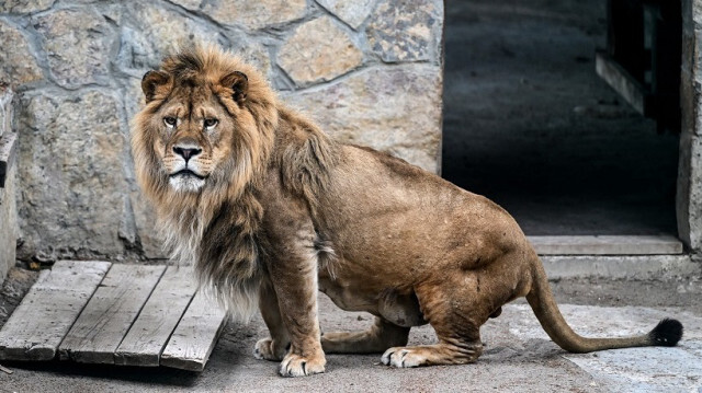 Un des lions, qui a été envoyé d'Iran pour être soigné en Turkiye. Crédit photo: AA